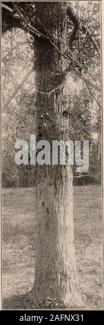 . Handbuch der Bäume im nördlichen Staaten und Kanada östlich der Rocky Mountains. Foto - beschreibend. PECAN. Ilicovia Pecan (Marsh.) Britt.^ Stockfoto