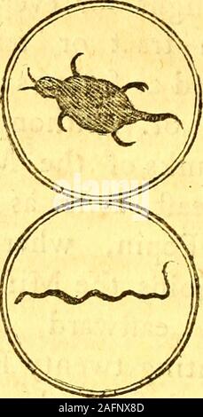 . Reisen durch die inneren Teile in Nordamerika, in den Jahren 1766, 1767 und 1768. des Landes, wie folgt begrenzt: (nämlich) von der ** Herbst St. Antonius, auf der **eaft Banken Der Mifliffippi, fast* Fouth - eaft, soweit die vierte Ende * Lake Pepin, wo der Fluss verbindet der Chipeway Miffiffippi und aus ^ Dannen eaftward fünf Tage reisen, • * Rechnungswesen 20 Englifli Meilen pro Tag, und von dort nach Norden fix Tage** Reisen, bei zwanzig Englifh Meilen pro** Tag, und von dort wieder zu dem Fall von St. Antonius, auf einem diredt fi: raight**. Wir tun für ourfelves, erben, und ** afiigns Stockfoto
