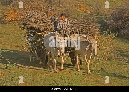 Junge fahren Ochsen und Wagen mit Niederlassungen für Treibstoff geladen. In der Nähe von Jaisalmer, Wüste Thar, Rajasthan, Indien. Stockfoto