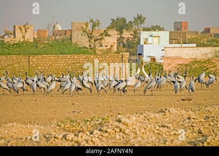 DEMOISELLE KRANICHE Anthropoides virgo überwinternden Vögel ermutigt und supportrd von Dorfbewohnern, die sie füttern. Khichan, Rajasthan, Indien. Februar. Stockfoto