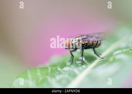 Stubenfliege (Musca domestica) in Panama City, Panama. Stockfoto