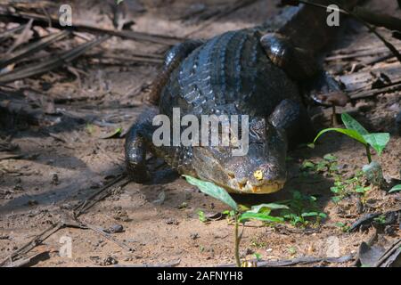 Spitzkrokodil (Crocodylus acutus) in Pipeline Road, Gamboa, Panama Stockfoto