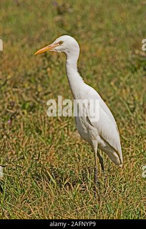 Kuhreiher Bubulus ibis Rajasthan, Indien. Stockfoto