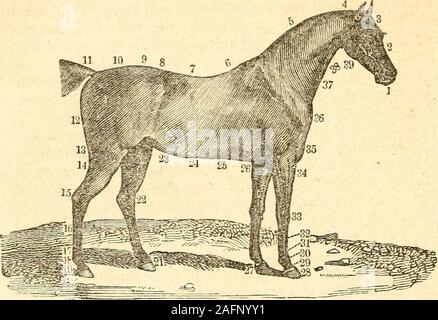 . Haustiere.: Geschichte und Beschreibung der Pferd, Maultier, Rinder, Schafe, Schweine, Geflügel, und Bauernhof Hunde,. rightkind; aber es ist selten gefunden kombinieren, dass Fülle und Stout-ness, und dass Fügsamkeit und tractableness von Disposition, von wesentlicher Bedeutung für die gig-Pferd, oder das Pferd aller Arbeiten gefertigtsind. Yorkesays wirklich, dass die Straße - Pferd verschiedene degreesof Blut besitzen kann, je nach der Natur des Landes und der workrequired von ihm. [Er mit Anstand hinzugefügt haben, um die andaccording clmracter der l) lood7^ seine Beine werden tooslender sein; seine Füße zu klein; seinen Fortschritt zu lang. Stockfoto