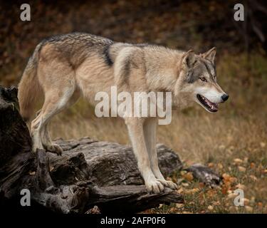 Wolf Pack im Herbst Farben Stockfoto
