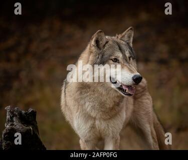 Wolf Pack im Herbst Farben Stockfoto
