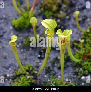 Sarracenia Trompete Krug Pflanzen im Botanischen Garten in Oxford, Großbritannien Stockfoto