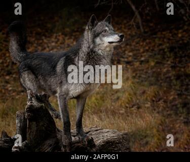 Wolf Pack im Herbst Farben Stockfoto