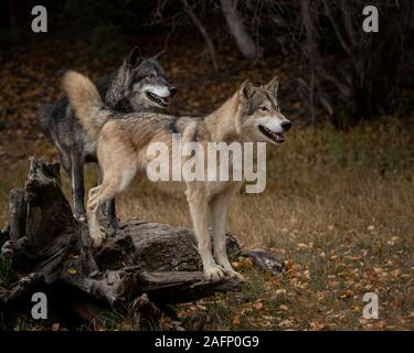 Wolf Pack im Herbst Farben Stockfoto