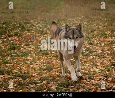 Wolf Pack im Herbst Farben Stockfoto