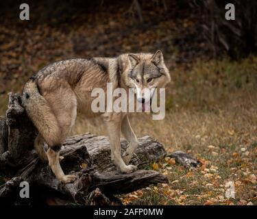 Wolf Pack im Herbst Farben Stockfoto