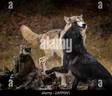 Wolf Pack im Herbst Farben Stockfoto