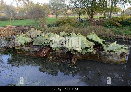 Die riesigen Blätter eines Gunnera manicata Anlage werden verwendet, um Mulch und seine Krone zu Beginn des Winters in Oxford botanic garden, UK schützen. Stockfoto