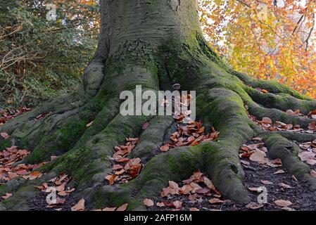 Der Stamm und Wurzeln eines großen, alten Buche in der Nähe von Royal Crescent in Bath, England, Großbritannien Stockfoto