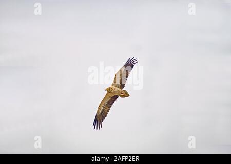 Schmutzgeier (Neophron percnopterus). Jodhpur, Rajasthan, Indien. Stockfoto