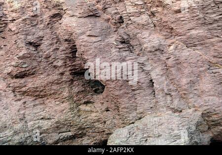 Devon ära Felsen an der Saline Bucht südlich von Paignton, Devon, UK, im UNESCO global Geopark. Stockfoto