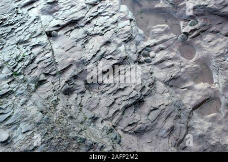 Devon ära Felsen an der Saline Bucht südlich von Paignton, Devon, UK, im UNESCO global Geopark. Stockfoto