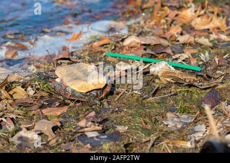 Nahaufnahme des toten Schildkröte auf den Kopf zur Festlegung auf der Rückseite der Schale mit grünem Kunststoff Stroh Papierkorb. See Wasser im Hintergrund. Konzept des Recycling, Verschmutzung Stockfoto