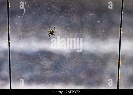 Eine kleine Spinne in der Mitte seines spiderweb Stockfoto