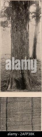 . Handbuch der Bäume im nördlichen Staaten und Kanada östlich der Rocky Mountains. Foto - beschreibend. JUNIPER. Jumpevus Communis L. Stockfoto