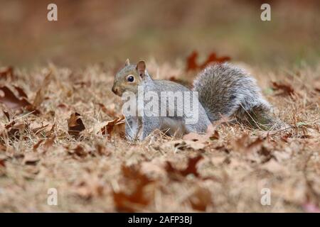 Ein östliches graues Eichhörnchen, die futtersuche im Herbst Blätter Stockfoto