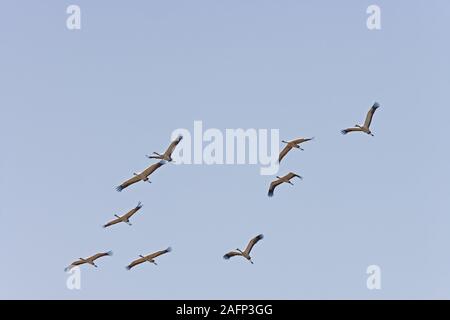 Eurasischen Kraniche (Grus Grus). Die Überwinterung Herde im Flug > Bharatpur, Indien. Februar. Stockfoto