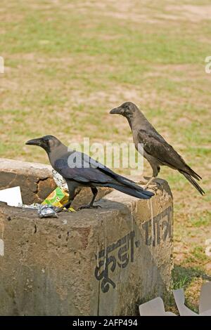 HAUSKRÄHEN (Corvus splendens). Spüllauf aus Abfalleimer. Rajasthan, Indien. Stockfoto