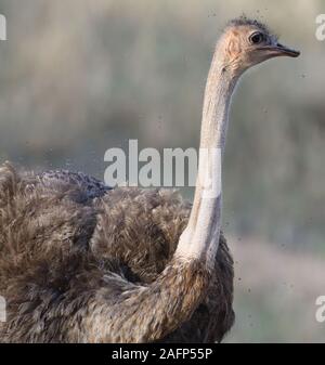 Eine weibliche gemeinsame Strauß (Struthio camelus) ist von Fliegen umgeben, wie Sie oben Fussel ihre Federn. Tarangire Nationalpark, Tansania. Stockfoto