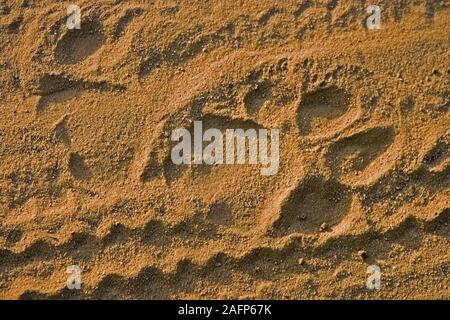 BENGAL TIGER (Panthera tigris tigris). Fußspuren im Sand der Fahrzeugspur Ranthambhore Nationalpark, Rajasthan, Indien. Stockfoto