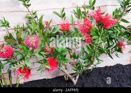 Die 'Lena' Callistemon Bottlebrush Anlage. Produziert Crimson, rote Blüten im Frühjahr und im Sommer. Ist Immergrün und Voll winterhart. Stockfoto