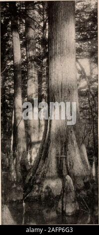 . Handbuch der Bäume im nördlichen Staaten und Kanada östlich der Rocky Mountains. Foto - beschreibend. Uns Sumpf-liebenden Bäume. Sein Holz, von denen ein kubischer Fuß, wenn syn- chron Trocken wiegt 28,31 kg, ist einer der greatresources der südlichen Staaten highlyvalued für raihyay Krawatten, Beiträge, Schindeln, lumberfor allgemeine bauliche Zwecke usw. Itsgreat Haltbarkeit, Immunität gegen die Angriffe ofparasites und Haftungsausschluss zu den großen shrinkingor Warping ist einer unserer wichtigsten valuablewoods Für alle Holz - Arbeit ausgesetzt zu theweather, Behälterbau, Böttcherei, etc. Sein Wert für die letzteren machen Stockfoto
