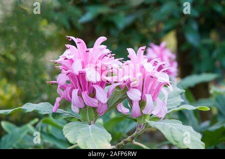 "Justicia Dryas (Kings Crown). Eine immergrüne Staude Strauch, hat rosa Blumen im Sommer und im Herbst und ist frostbeständig Angebot. Stockfoto