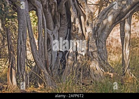 Klettern FEIGENBAUM Ficus sp. Antenne Unterstützung wurzeln Rajasthan, Indien. Stockfoto