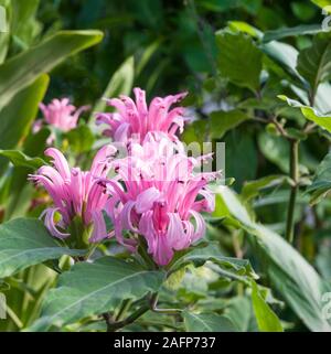 "Justicia Dryas (Kings Crown). Eine immergrüne Staude Strauch, hat rosa Blumen im Sommer und im Herbst und ist frostbeständig Angebot. Stockfoto