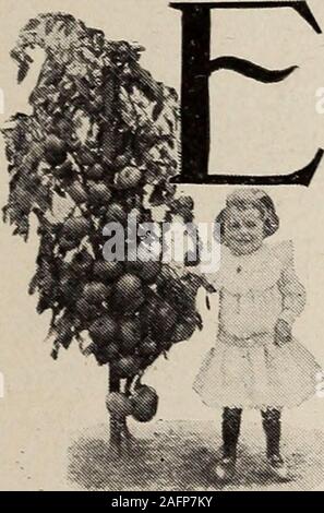 . Biggle Garten Buch; Gemüse, kleine Früchte und Blumen für Vergnügen und Profit. uth.) Siehe Kapitel IIIfor Angaben der Kultur underglass, Verpflanzung, etc. Ein ounceof Saatgut sollte ca. 3.000 Pflanzen produzieren. Denken Sie daran, dass zu hoch und zu viel atemperature moisturemake spindling, schwache Pflanzen. 65 oder 70° stimmt. Die firsttransplanting zu anderen Wohnungen in frühbeeten wird aboutMarch 15., 2 x 2 Zoll Abstand. Wenn besonders große,-stämmigen Pflanzen wollte, Transplantation, asecond Zeit, ungefähr 15 April, Abstand Sie fiveinches abgesehen, in coldframes oder abgebrannte Brutstätten. Schließlich Stockfoto