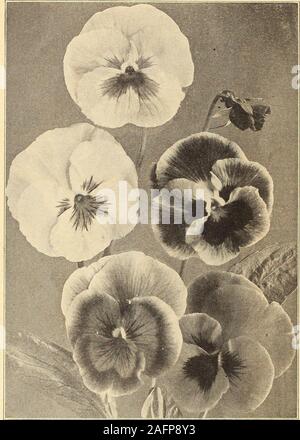 . Currie's Farm und Garten jährliche: Frühjahr 1916. PETUNIA GROSSE BLÜTE. PfcNTSTEMON. ox. 40 C. Sammlung von 7 separatecolors, 40 C. SINGLE PORTULAK. Diese schönen Stauden sind verdientermaßen growingin für Betten. Aussaat im Februar in thehouse oder hot-Bett blühen im Sommer und im Herbst. H.P. Pkt. Wahl gemischt 10 PERILLA. Diese zierpflanze bildet einen schönen Kontrast mit der Licht- oder Silber-leaved Anlagen für Rasen Gruppen verwendet Grenzen orribbon. H. H. A. Pkt. Laciniatus-Cut-leaved Vielfalt 5 Nankinensis - 1 V, 2 Füße 5 PHORMIUM. Folius Variegatus (Neuseeland Flachs) - STATTLICH, Stockfoto