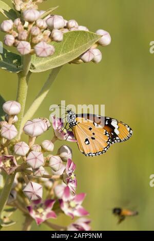 PLAIN TIGER oder lackiert Isebel (Danaus chrysippus). Weibliche Fütterung von Blumen von Sodom Apple (Calotropis sp.) Wüste Thar, Rajasthan, Indien. Stockfoto