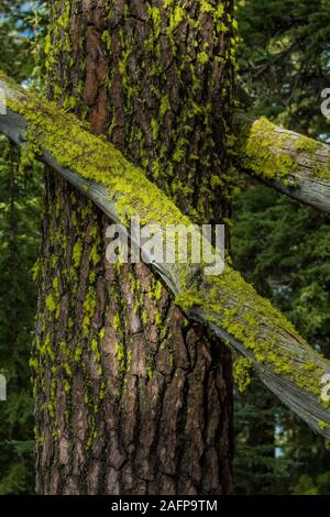 Oregon, USA Stockfoto