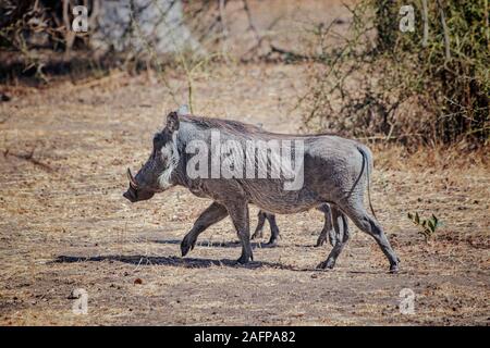 Warzenschwein, Phacochoerus aethiopicus läuft entlang einem Feldweg für Safari in Reserve, bandia Senegal. Es ist ein Wildlife Photo aus Afrika. Stockfoto