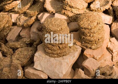 MIST aus Rindern (Bos indicus) und Wasserbüffel (Bubalus bubalis). In "Kuchen" gemacht, um Treibstoff zu verbrennen. Montierte Pfähle, Sonnentrocknung an einer Steinmauer. Stockfoto