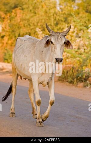 ZEBU Kuh (Bos indicus). Kostenlose angefangen, sich nähert, zu Fuß auf der Straße. Rajasthan, Indien. Stockfoto