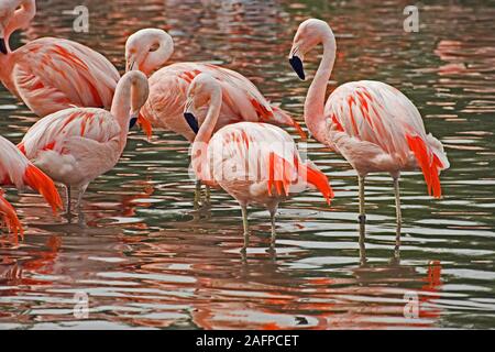 Chilenische FLAMINGOS (Phoencopterus sp.). Vorne rechts zwei Vögel unterscheiden sich in Größe, kleiner Vogel links ist eine weibliche, höher Vogel rechts ist ein Mann. Otherw Stockfoto