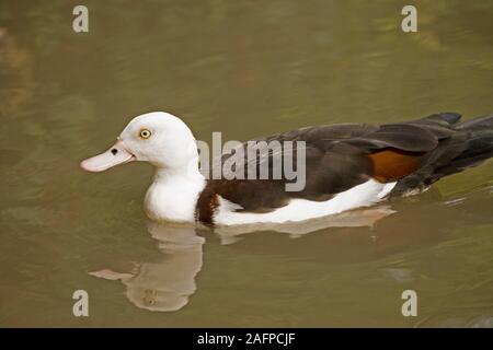 RADJAH BRANDENTE (Tadorna radjah). Stockfoto