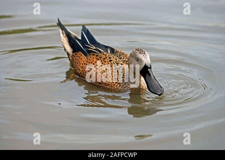 Argentinische RED SHOVELER (Anas platalea). Männliche oder Drake. Stockfoto