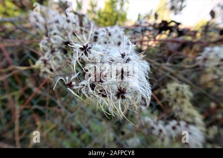Jahreszeiten im Garten - wilden Clematis im Herbst Stockfoto