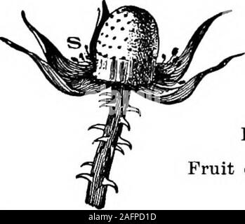 . Unterricht mit Pflanzen. Vorschläge für sehen und interpretieren einige der gängigen Formen der Vegetation. Schwein. 242. Wuchernden Frucht ofstrawberry. auf Bush, wenn die Himbeere ist abgeholt, ist der Behälter. Die Schüler sollten nun erklären themorphology des Blackberry. 299. Die Pupille wird nun in - Pfirsiche, Aprikosen/Marillen möchten, plumsand Kirschen. Er hat gesehen, thestructure der Blume in Abbn. 47,48, 144. Es gibt einen einzigen superiorpistil. Die blütenblätter und stamensare perigynous Und fallen beide soonafter Befruchtung hat stattgefunden. Die gamosepalous Kelch (oder Re-Gefäß-Tube, 170) weiterhin für an Stockfoto