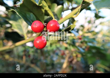 Weihnachten rote Beeren, Stechpalme Ilex aquifolium Anlage. Stockfoto