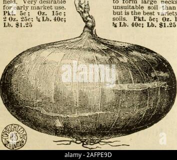 . Seed annual 1903. e tooth in, and the head at right angles to the perfectly from the bulb, and then after a few days of bright weatherstraight mark made by the line. Continue to work around the onions will be fit to store for the winter. It will not do to store onions in large piles or masses, particularly in warm weather, or if they are the least moist, but ifperfectly dry when gathered and they are spread not to exceed two feet in depth, they can be kept in fine condition till spring Any arrangement will answer that will keep them dry and at a uniform temperature of about , -^^ibe kept fro Stockfoto