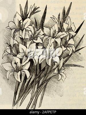 . Glühlampe Katalog 1904. Gladiolus Colvillei Alba, Floristen für den Winter zwingt; der Zwerg, Verzweigung, anmutig geformten Blüten werden ausgezeichnet für Schnittblume verwenden. Wenn die spitzen geschnitten und in Wasser gestellt, wenn die erste blossomsappear, halten Sie erweitern wird und schön bleiben für eine Woche oder zwei. Fünf oder sechs Glühlampen in sechs gepflanzt"-Lampe - Pfannen oder Töpfe, charmante Gruppen für Wintergarten oder Fensterdekoration; die Lampen sollte ein Zoll, und ahalf Tiefe eingestellt werden. PerDoz. Pro ioo. Peri, ooo. BLANDUS. Blush Rose, verly frühen So. 50 33.00 S 20.00 Colvillei Alba. {Die Braut.) Hervorragende zwingen, Vielfalt, p Stockfoto