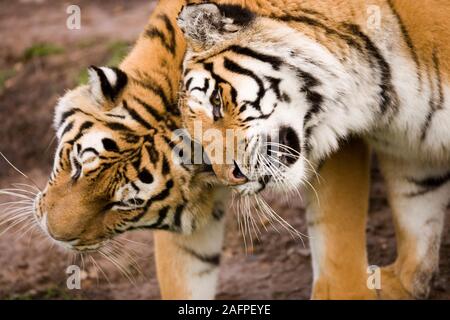 AMUR oder Sibirische Tiger (Panthera tigris altaica). Gruß Stockfoto